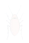 Image vectorielle blanche d'un cafard