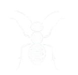 Image vectorielle blanche d'une fourmi