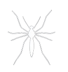 Image vectorielle blanche d'un moustique